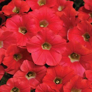 Shock Wave Coral Crush Petunia Thumbnail
